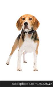 beagle dog standing. beagle dog standing in front of a white background