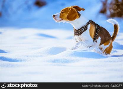 Beagle dog standing in snow sunset profile. Dog run Beagle fun in snow