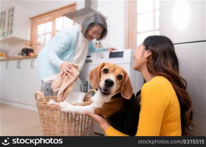 Beagle dog staring at the camera in the owner’s arms while the mother was putting clothes into the washing machine