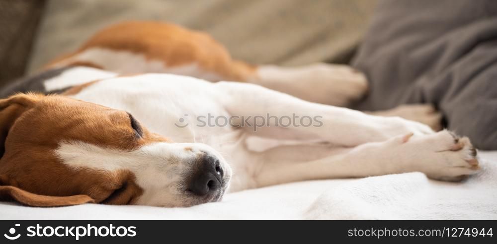 Beagle dog tired lie on couch and resting. Closeup portrait. Beagle dog tired lie on couch and resting