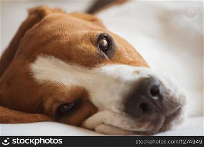 Beagle dog tired lie on couch and resting. Closeup portrait. Beagle dog tired lie on couch and resting