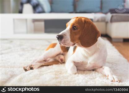 Beagle dog tired on a carpet floor. Dog themed background.. Beagle dog tired on a carpet floor