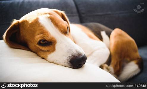 Beagle dog tired sleeps on a couch in funny position. Dog in house concept.. Beagle dog tired sleeps on a couch in funny position.