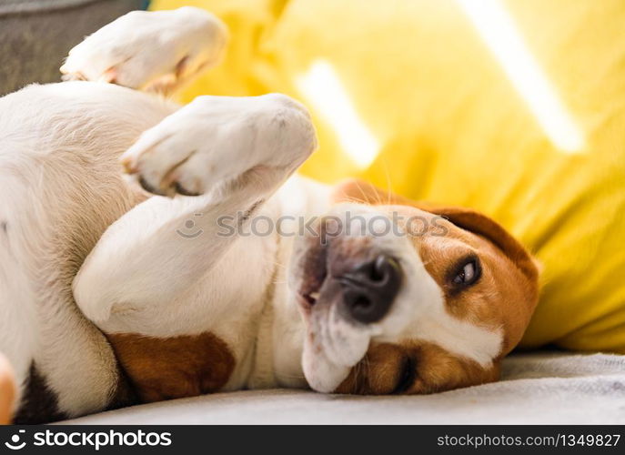 Beagle dog tired sleeps on a couch in funny position. Dog in house concept.. Beagle dog tired sleeps on a couch in funny position.