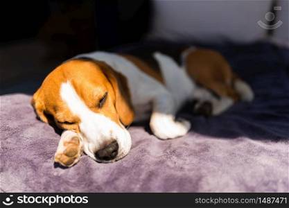 Beagle dog tired sleeps on a couch outdoors in sun. Canine background. Beagle dog tired sleeps on a couch outdoors in sun.