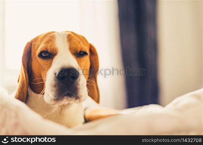 Beagle dog tired sleeps on a cozy bed. Dog raises his head with one eye half opened. Funny canine. Beagle dog tired sleeps on a cozy bed. Dog raises his head with one eye half opened.