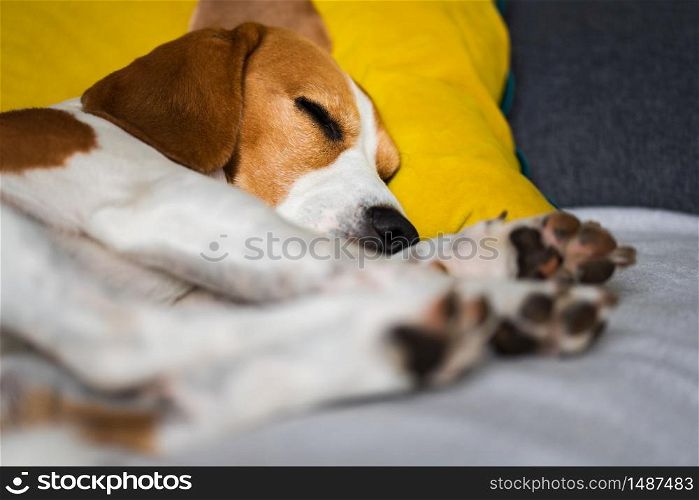 Beagle dog tired sleeps on a cozy sofa, couch, blanket. Beagle dog tired sleeps on a cozy sofa