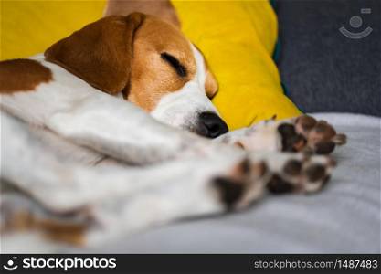 Beagle dog tired sleeps on a cozy sofa, couch, blanket. Beagle dog tired sleeps on a cozy sofa