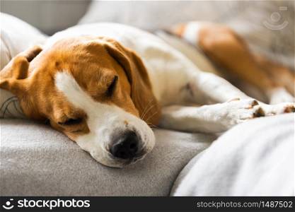Beagle dog tired sleeps on a cozy sofa, couch, blanket. Canine theme. Beagle dog tired sleeps on a cozy sofa, couch, blanket
