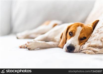 Beagle dog tired sleeps on a cozy sofa, couch, blanket Dog themed background.. Beagle dog tired sleeps on a cozy sofa, couch, blanket