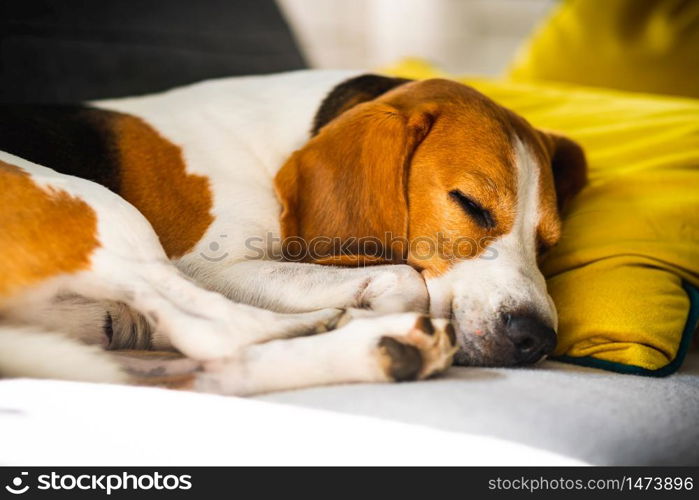 Beagle dog tired sleeps on a cozy sofa, couch, on yellow cushion. Canine in house background. Funny Beagle dog tired sleeps on a cozy sofa, couch, on yellow cushion