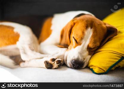 Beagle dog tired sleeps on a cozy sofa, couch, on yellow cushion. Canine in house background. Funny Beagle dog tired sleeps on a cozy sofa, couch, on yellow cushion