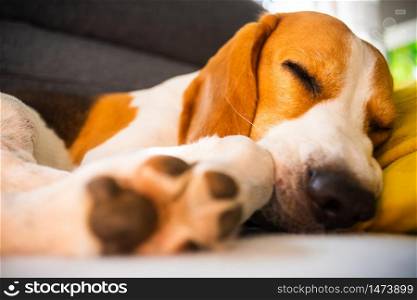 Beagle dog tired sleeps on a cozy sofa, couch, on yellow cushion. Canine in house background. Funny Beagle dog tired sleeps on a cozy sofa, couch, on yellow cushion