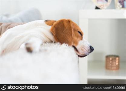 Beagle dog tired sleeps on a cozy sofa, couch, sun falls through window Dog themed background.. Beagle dog tired sleeps on a cozy sofa, couch, sun falls through window