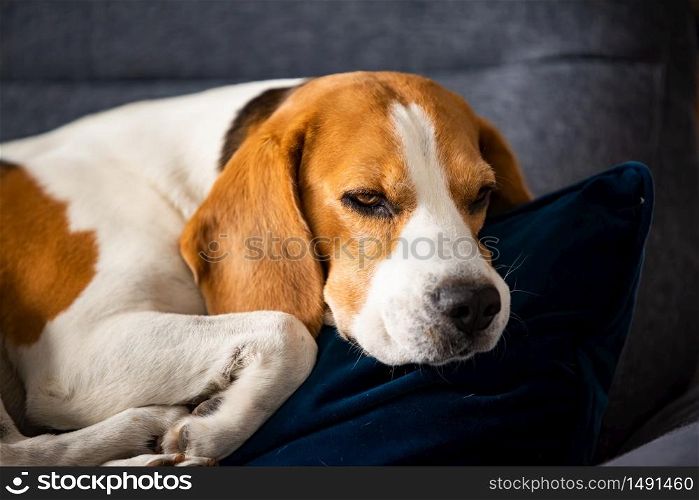 Beagle dog tired sleeps on a cozy sofa in fanny position. Dog background theme. Beagle dog tired sleeps on a cozy sofa in fanny position.