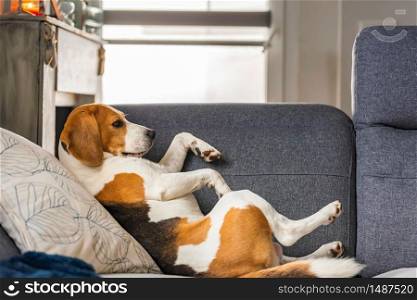 Beagle dog tired sleeps on a cozy sofa in funny position. Canine theme. Beagle dog tired sleeps on a cozy sofa in funny position