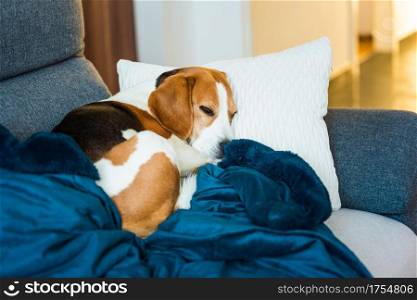 Beagle dog tired sleeps on a cozy sofa. Tricolor Purebred Background. Beagle dog tired sleeps on a cozy sofa.