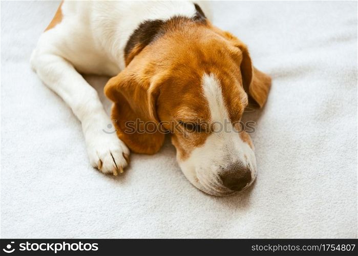 Beagle dog tired sleeps on a cozy sofa. Tricolor Purebred Background. Beagle dog tired sleeps on a cozy sofa.