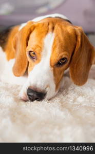 Beagle dog tired sleeps on a white carpet floor. Dog themed background.. Beagle dog tired sleeps on a white carpet floor