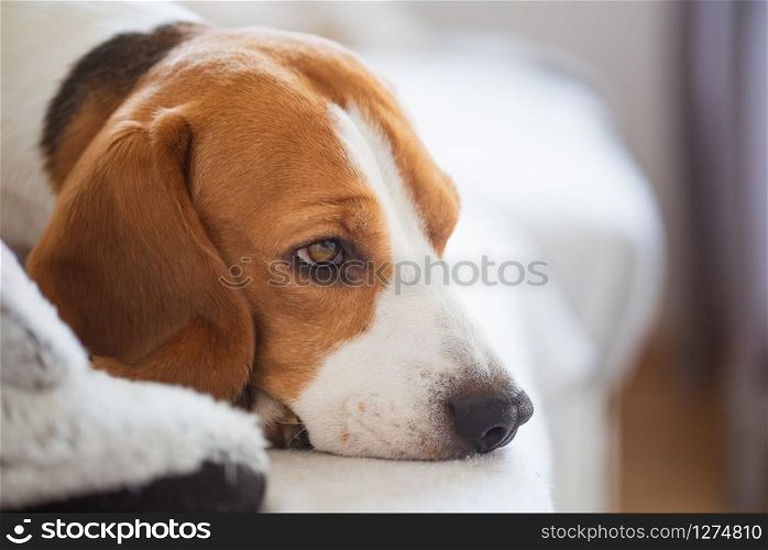 Beagle dog waiting for owner, sadness in big doggy eyes. Patiently waiting on a couch. Beagle dog portrait lie on a couch