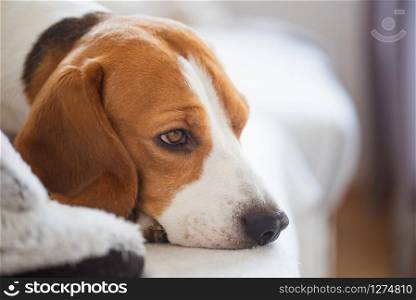 Beagle dog waiting for owner, sadness in big doggy eyes. Patiently waiting on a couch. Beagle dog portrait lie on a couch