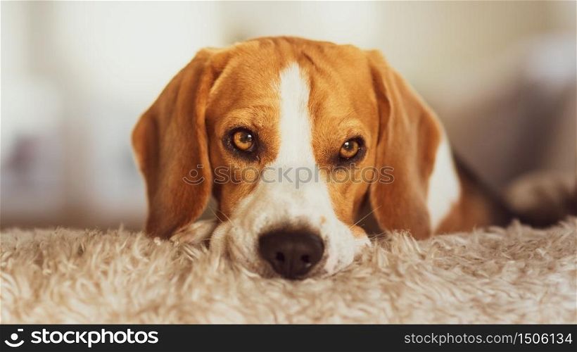 Beagle dog waiting for owner, sadness in big doggy eyes. Patiently waiting on a couch. Beagle dog portrait on a couch