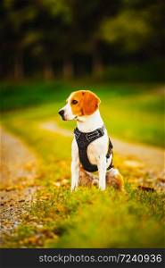 Beagle dog walks down a path between fields. Dog outdoors portrait. Beagle dog walks down a path between fields