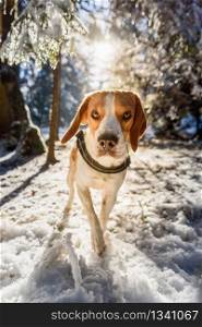 Beagle dog walks in snowy sunny forest