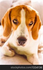 Beagle dog warm sunny portrait head shoot. Beagle dog warm sunny portrait