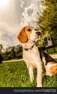 Beagle dog wet in a park in sunny day sits on a grass
