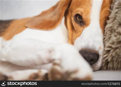 Beagle dog with big eyes lying down and looking towards the camera. Portrait close-up. Beagle dog lying and looking towards the camera