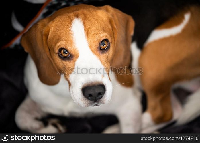 Beagle dog with big eyes lying down and looking up towards the camera. Portrait dark background. Beagle dog lying and looking up towards the camera