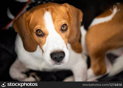Beagle dog with big eyes lying down and looking up towards the camera. Portrait dark background. Beagle dog lying and looking up towards the camera