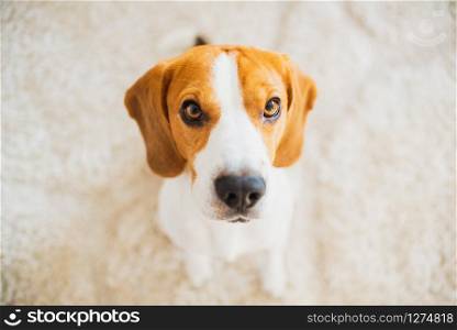 Beagle dog with big eyes sits and looking up towards the camera. Beagle dog sits looking up towards the camera