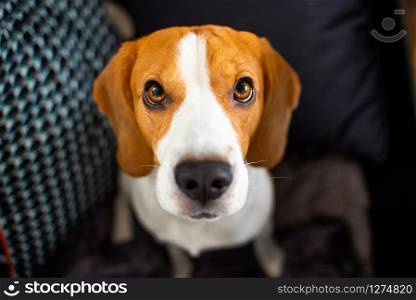 Beagle dog with big eyes sits and looking up towards the camera. Beagle dog sits looking up towards the camera