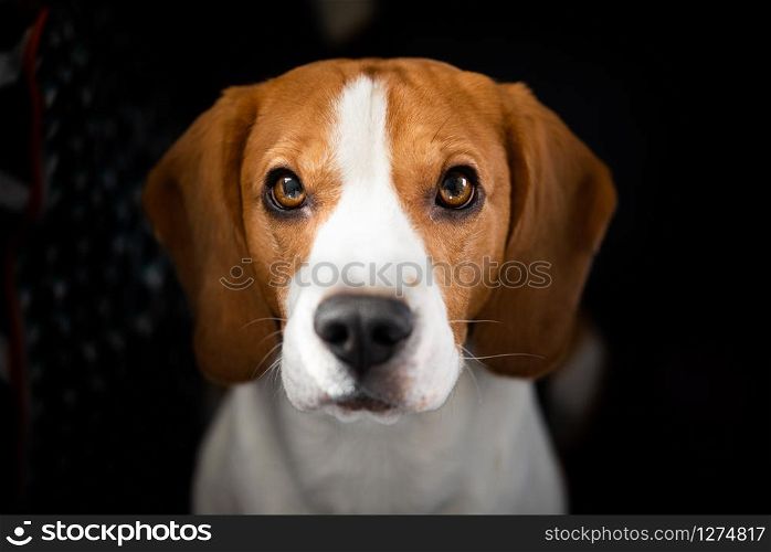 Beagle dog with big eyes sits and looking up towards the camera. Portrait dark background. Beagle dog sits looking up towards the camera