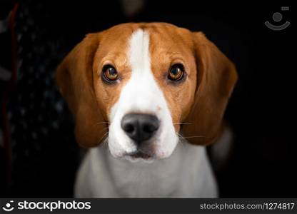 Beagle dog with big eyes sits and looking up towards the camera. Portrait dark background. Beagle dog sits looking up towards the camera