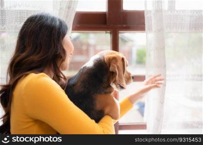 Beagle dog with her owner&rsquo;s girl on a weekend getaway sitting and resting and looking out of the window in the living room of the house