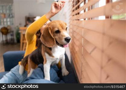 Beagle dog with her owner&rsquo;s girl on a weekend getaway sitting and resting and looking out of the window in the living room of the house