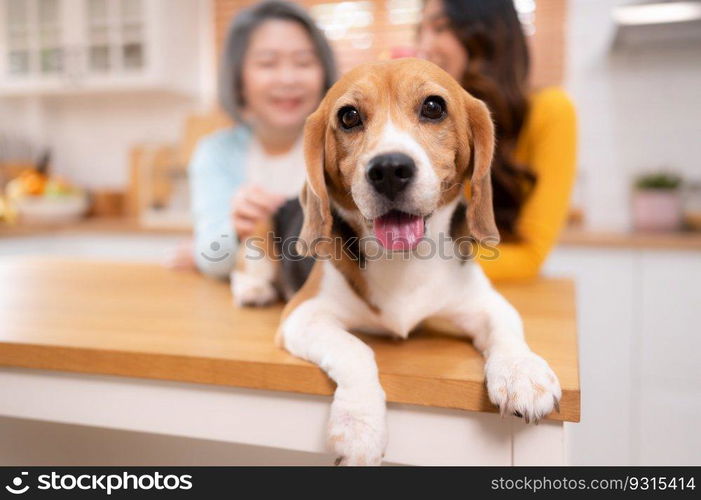 Beagle dog with mother and daughter on weekend getaway they are cooking together in the kitchen of the house.