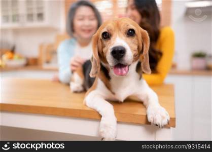 Beagle dog with mother and daughter on weekend getaway they are cooking together in the kitchen of the house.