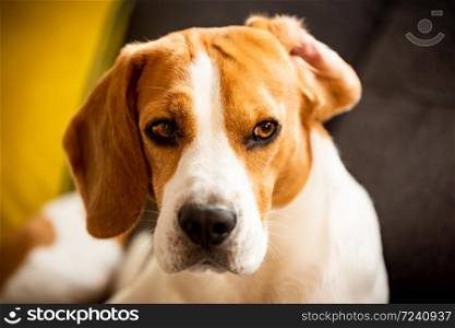 Beagle dog with one ear flipped up on sofa indoors. Dog background. Beagle dog with one ear flipped up on sofa indoors