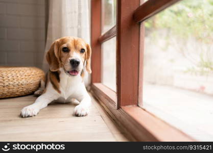 Beagle dogs are intelligent, lively, fun and do not stand still. There is overflowing cuteness. Slightly stubborn but can be trained to obey commands