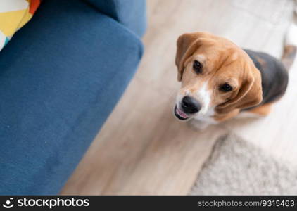 Beagle dogs are intelligent, lively, fun and do not stand still. There is overflowing cuteness. Slightly stubborn but can be trained to obey commands