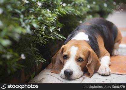 Beagle dogs are sleeping, looking with gentle eyes