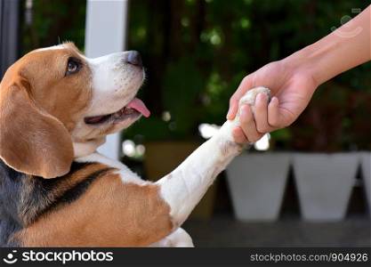 Beagle dogs give hands to people. Dog's paws in human hands Friendship with pets