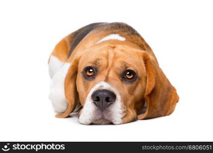 beagle in front of white background. beagle laying in front of a white background