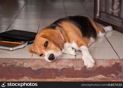 Beagle laying down at door and early a sleep