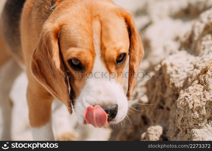 Beagle on a summer walk.. A happy dog walks in nature 4234.