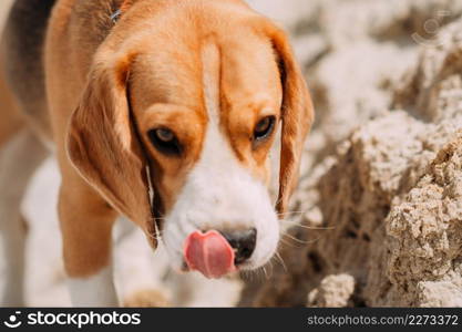 Beagle on a summer walk.. A happy dog walks in nature 4234.